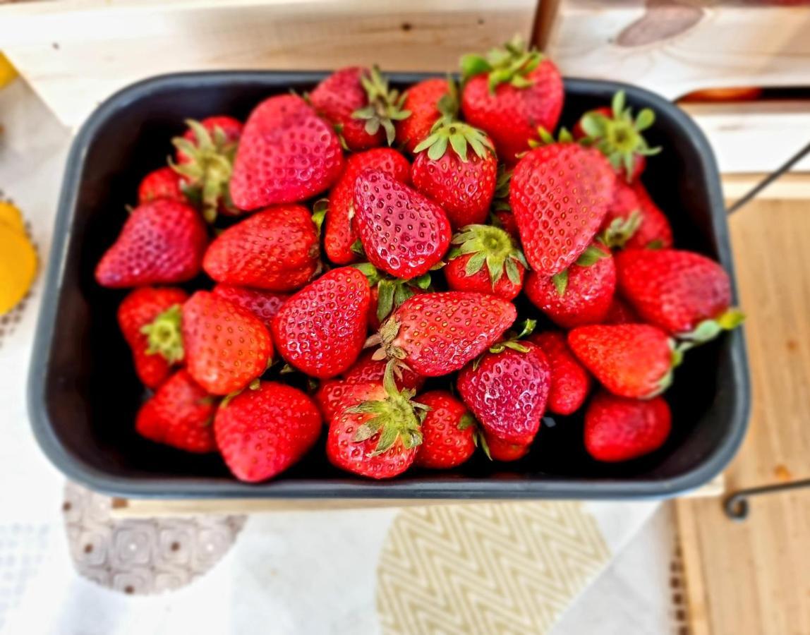 Hotel Elefantino Grey - Free Breakfast & Brunch Until 13-00 - Vicinissimi A Mirabilandia Milano Marittima Eksteriør bilde